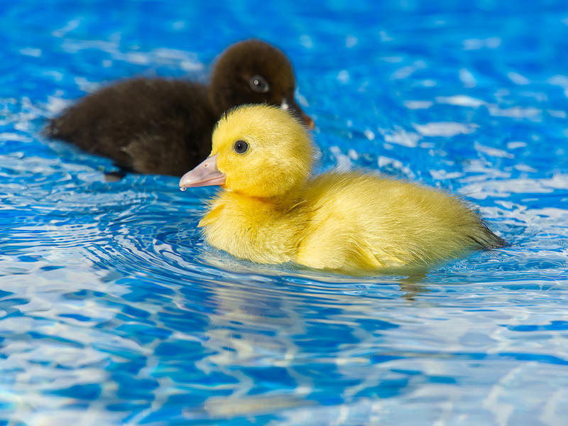 pool cleaning